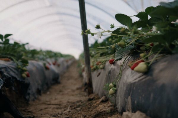 Die-Unsichtbaren-Erdbeeren-500kb